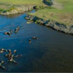 Buyuksehir Belediyesi039nden Manda Yetistiriciligine Guclu Destek.webp