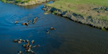 Buyuksehir Belediyesi039nden Manda Yetistiriciligine Guclu Destek.webp
