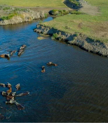 Buyuksehir Belediyesi039nden Manda Yetistiriciligine Guclu Destek.webp