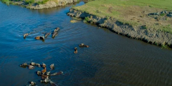 Büyükşehir Belediyesi'nden Manda Yetiştiriciliğine Güçlü Destek