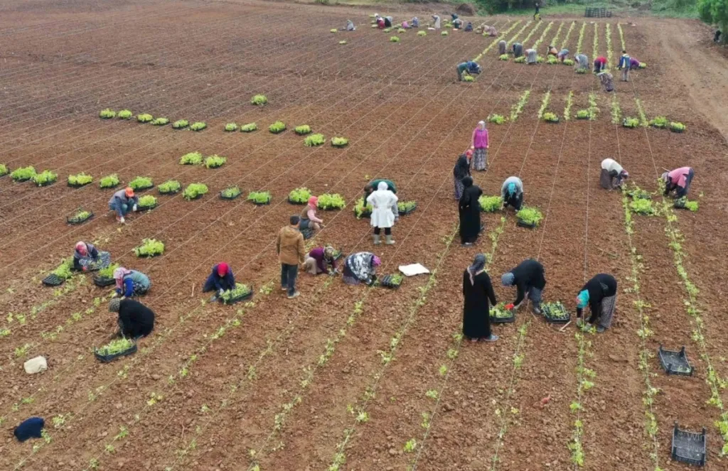 Ziraat Fakültesi Öğrencilerine Uygulamalı Eğitim Verildi, 5 Milyon Fide Toprakla Buluştu