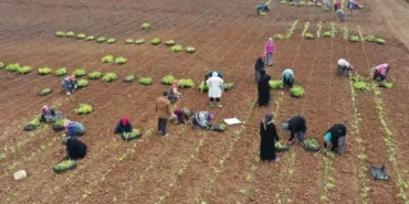Ziraat Fakültesi Öğrencilerine Uygulamalı Eğitim Verildi, 5 Milyon Fide Toprakla Buluştu