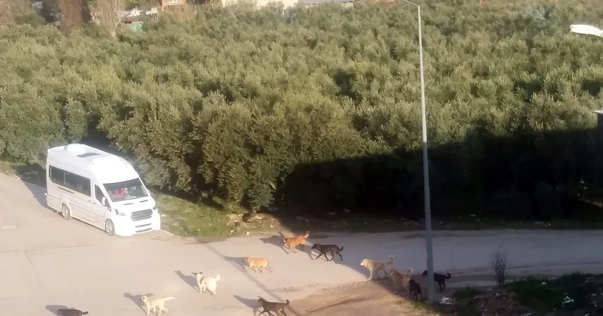 Mudanya'da başıboş köpeklerin 'sürü' tedirginliği! güncel haberi