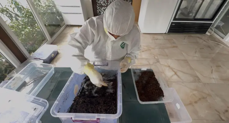 Bursa’da çamkese böceğine karşı biyolojik mücadele haberi