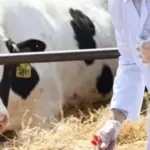 Tarımsal Girdi Fiyatları Mart Ayında Zirve Yaptı: Veteriner Harcamaları Üreticiyi Zorluyor!